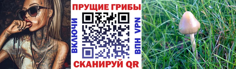 Псилоцибиновые грибы GOLDEN TEACHER  это какой сайт  Воскресенск 